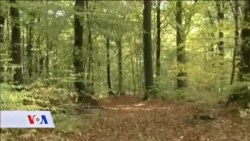 100 godina od kraja WW1: Njemačka priča