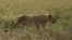 In this photo taken Saturday, Jan. 17, 2015, a lion walks in Serengeti National Park, west of Arusha, northern Tanzania. The park is the oldest and most popular national park in Tanzania and is known for its annual migration of millions of wildebeests, zebras and gazelles. (AP Photo/Mosa'ab Elshamy)