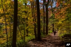 FILE - A woman walks among colorful fall foliage, Thursday, Oct. 27, 2022, in Rock Creek Park in Washington. (AP Photo/Jacquelyn Martin)
