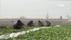 تازه سبزي مو په ژمي‌ کې د عاید یوازینۍ لار ده – د کندز کروندګر