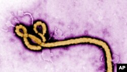 Virus Ebola