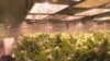 Legalizacija marihuane u Koloradu doprinosi procvatu biznisa