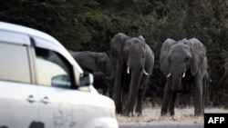 FILE - Elephants prepare to cross a road as cars drive by in Kasane, in the Chobe district, northern Botswana, May 28, 2019.