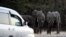 FILE - Elephants prepare to cross a road as cars drive by in Kasane, in the Chobe district, northern Botswana, May 28, 2019.