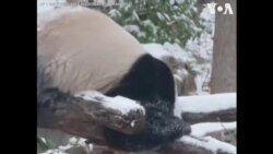 برف باری نے پانڈے کو نہال کر دیا