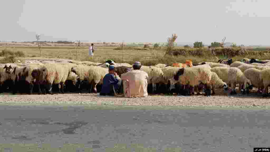 نوجوانان کوچی در طول روز رمه&zwnj;های حیوانات را به چراگاه&zwnj;ها برده و مراقبت می کنند