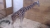 Millions Watching Giraffe Cam