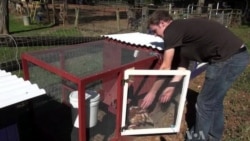 Business Helps Suburbanites Try Out Chicken Ownership