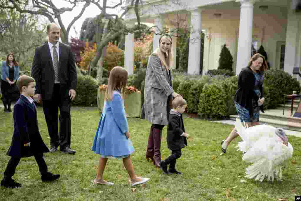 白宫高级顾问伊万卡&middot;特朗普与她的孩子约瑟夫、阿拉贝拉和西奥多&middot;库什纳参加2018年11月20日在白宫玫瑰园举行的感恩节赦免火鸡仪式。这个传统的起源，说法不一。据白宫记者诺亚&middot;布鲁克斯记载， 这一仪式起源于林肯总统时代。林肯的儿子曾为一只即将成为感恩节大餐的火鸡求情，最终使其幸免。肯尼迪总统在1963年赦免了一只火鸡，至此，总统赦免火鸡的传统得以延续至今。也有人说起源于1947年杜鲁门总统执政时期，此后历届总统都在感恩节前夕赦免火鸡。根据这个传统每年要选出一只被赦免的火鸡，它赢得&ldquo;美利坚合众国火鸡&rdquo;头衔， 另外一只是候补，万一中选火鸡发生意外的时候替代它履行职责。