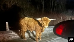 วัวกระทิงพันธุ์สกอตติชไฮแลนด์ที่หลุดจากฟาร์ม ถ่ายโดยผู้พบเห็นที่เมืองนิว มิลฟอร์ด รัฐคอนเนคทิคัต