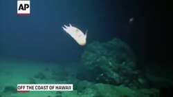 Seamount: Into the Abyss