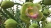 Thousands of Orchids on View at US Botanic Garden