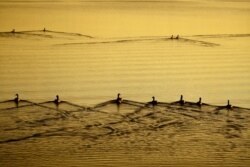 FILE - Canada geese swim on a prairie pothole near Lake City, S.D., June 22, 2019.