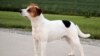 Danish-Swedish farmdog joins American Kennel Club's lineup 