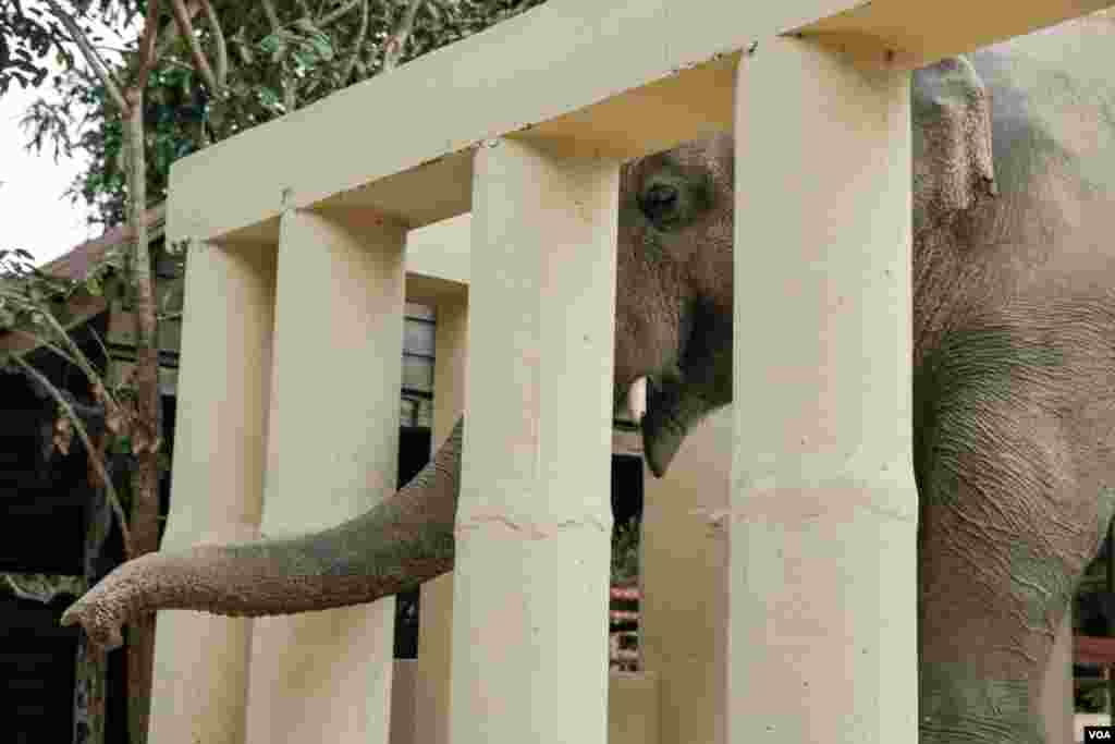 ដំរី​ឈ្មោះ​កាវ៉ាន​ (Kaavan) ដែល​ត្រូវ​បាន​គេស្គាល់ថា​ជាដំរី​ឯកោ​ បាន​ចាប់ផ្តើម​សម្រប​ខ្លួន​ទៅនឹង​ស្ថានភាព​រស់នៅ​ នៅ​ដែន​ជម្រក​សត្វព្រៃ​នៅ​កម្ពុជា​ ខេត្ត​ឧត្តរមានជ័យ​ នៅ​ថ្ងៃទី​០១ ខែធ្នូ​ ឆ្នាំ​២០២០។ (ហ៊ាន សុជាតា​/VOA)