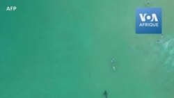 Un grand requin fait fuir des surfeurs sud-africains