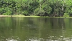 Un chercheur camerounais en aide à la protection des lamantins d'Afrique