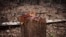 A hacked stump stands in the midst of a logged area in eastern Sierra Leone Apr. 22, 2012.