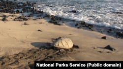 Seekor penyu “Hawksbill” yang terancam punah (foto: ilustrasi). 