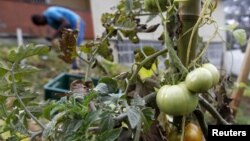 A former rebel works for a farmer at a rehabilitation center for demobilized rebels in Medellin, Colombia, March 13, 2015. 