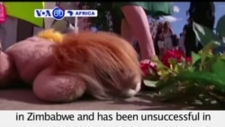 VOA60 Africa- United States: The Fish and Wildlife service opens a probe into the killing of Cecil the Lion in Zimbabwe- July 31, 2015