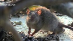 นักวิทย์เผย “หนู” คือปัจจัยทำลายระบบนิเวศน์แนวปะการัง