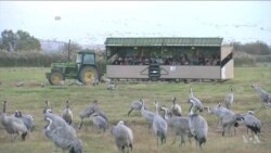 Climate Change Changing Winter Plans For Thousands of Birds