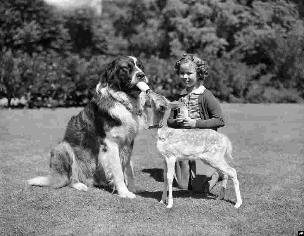 Shirley Temple and animal actor Big Buck feed Heidi, a seven week old fawn.