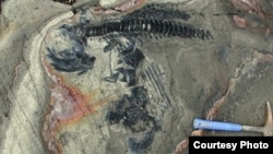 Articulated skeleton of an ichthyosaur from the Torres del Paine National Park, Chile. (Credit: W. Stinnesbeck)