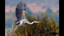 បទសម្ភាសន៍ VOA៖ លោក ស៊ុយ សេងលីម «ការបាត់បង់ជីវៈចម្រុះនៅភូមិកំណើតជំរុញឲ្យលោកថតរូបសត្វព្រៃនិងសត្វស្លាបដើម្បីកត់ត្រាទុកអប់រំ»