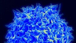 Quiz - Studies Suggest T Cells Important in Fighting Coronavirus