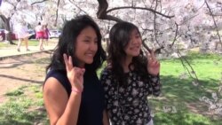 Visitors Experience Washington's Magnificent Cherry Blossoms