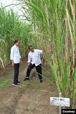FILE - Presiden Joko Widodo dan Menteri Pertanian Andi Amran Sulaiman di lahan tebu Merauke, Papua Selatan. (foto dok Setpres)