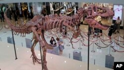 This dinosaur fossil of Tyrannosaurus rex is 12 meters long and was discovered in South Dakota. Here it is displayed at a shopping mall in Hong Kong, June 7, 2018. (AP Photo/Kin Cheung)
