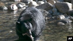 APTOPIX California Bear