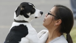 Quiz - Study: Negative Dog Training Methods Can Cause Long-Term Harm