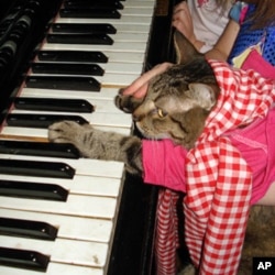 Gringo plays the piano in this YouTube photo.
