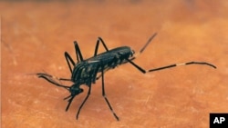 Le chikungunya est transmis par deux espèces de moustiques - Aedes aegypti et Aedes albopictus (AP)