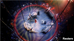 John Vernuccio dari Italia dan gajahnya tampil selama pertunjukan 'Sejarah' di Arlette Gruss Circus di Bordeaux, Perancis, 4 Februari 2014. (Foto: Reuters/Regis Duvignau)