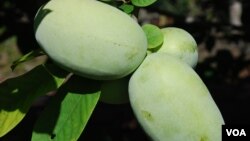 The paw paw, an American fruit found throughout eastern United States.