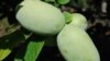 Paw Paws, a Forgotten American Fruit, Become Popular Again