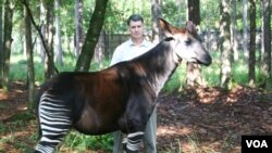 La Réserve de faune à okapis en Ituri, RDC.