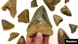 Fossil teeth of the huge extinct kind of shark megalodon - Otodus megalodon - are seen in this undated image. (Kenshu Shimada/Handout via REUTERS)