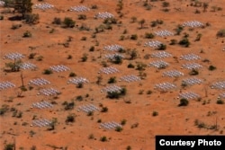 Aerial view of the Murchison Widefield Array (MWA) radio telescope in Western Australia's outback (Murchison Widefield Array)