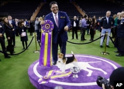 Gabriel Rangel poses for photographs with King, a wire fox terrier, after King won Best in Show at the 143rd Westminster Kennel Club Dog Show on Tuesday, Feb. 12, 2019, in New York. (AP Photo/Frank Franklin II)