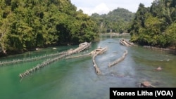 Pagar Wayamasapi di aliran sungai Danau Poso yang jernih di desa Petiro Dongi, salah satu tradisi lokal masyarakat setempat menangkap ikan Sidat. (2/11/2019) Foto : Yoanes Litha