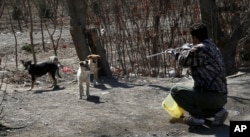 A Tehran urban animal control worker shoots dog with anesthetic dart from a blowpipe on the outskirts of the capital Tehran, Iran, March 5, 2017.