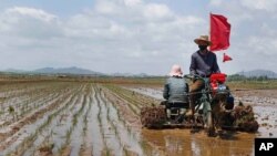 북한 평양 인근 협동농장에서 지난 5월 농민들이 모내기를 진행하고 있다. 