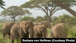 Elephants are an endangered species due to poaching