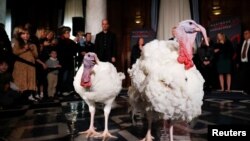 Bata mzinga Blossom na Peach waliosamehewa na Rais wa Marekani Joe Biden Jumatatu.